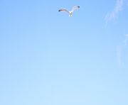 Продажи - Дуплекс-пентхаус - Marbella - Nueva Andalucia, Las Brisas