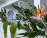 Продажи - Квартира - Marbella - Los Monteros