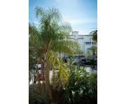 Продажи - Квартира - Marbella - Puerto Banús